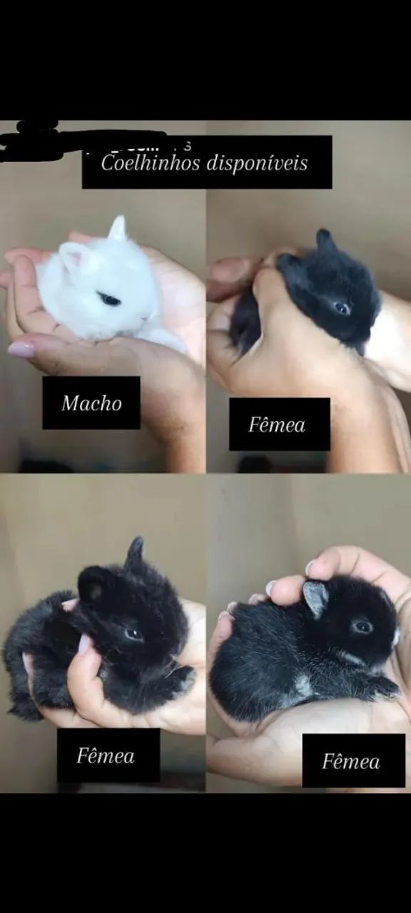 Coelho anão  - Foto 4