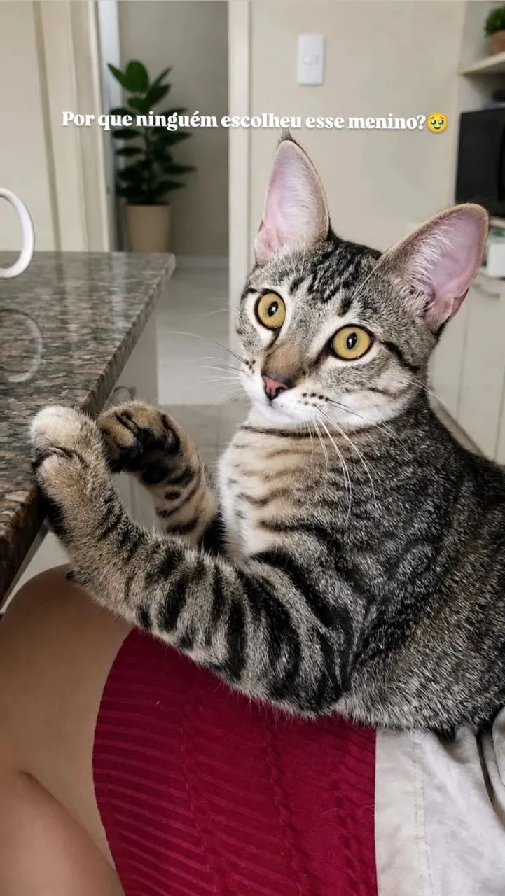 Gato macho , fofinho - Foto 2