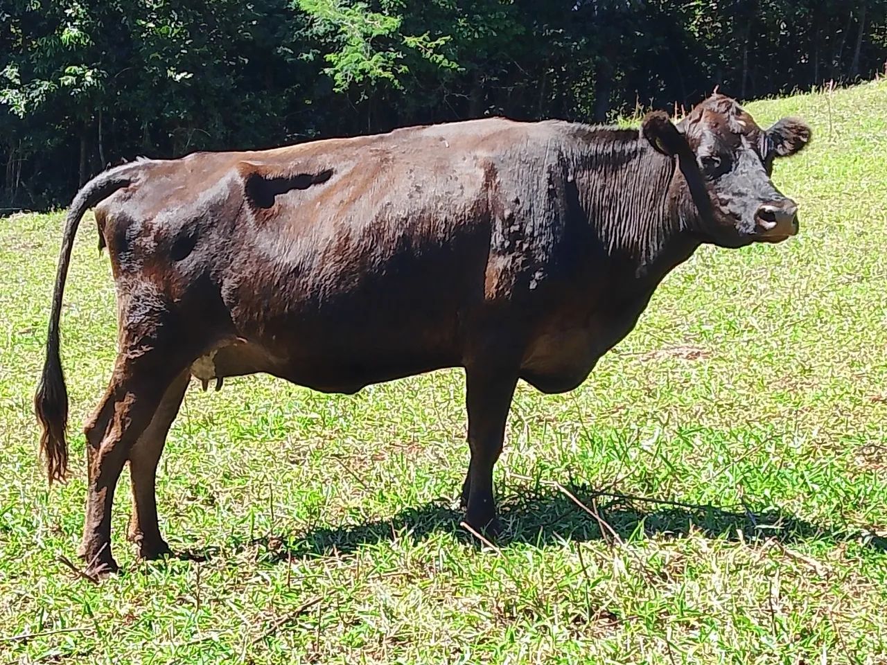 Lote de vacas - Foto 2