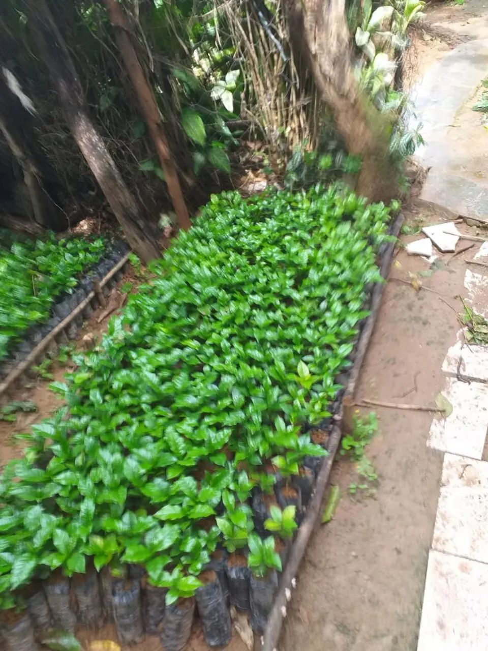 Vense-se excelente mudas de café arara com 4 meses de plantio. - Foto 3