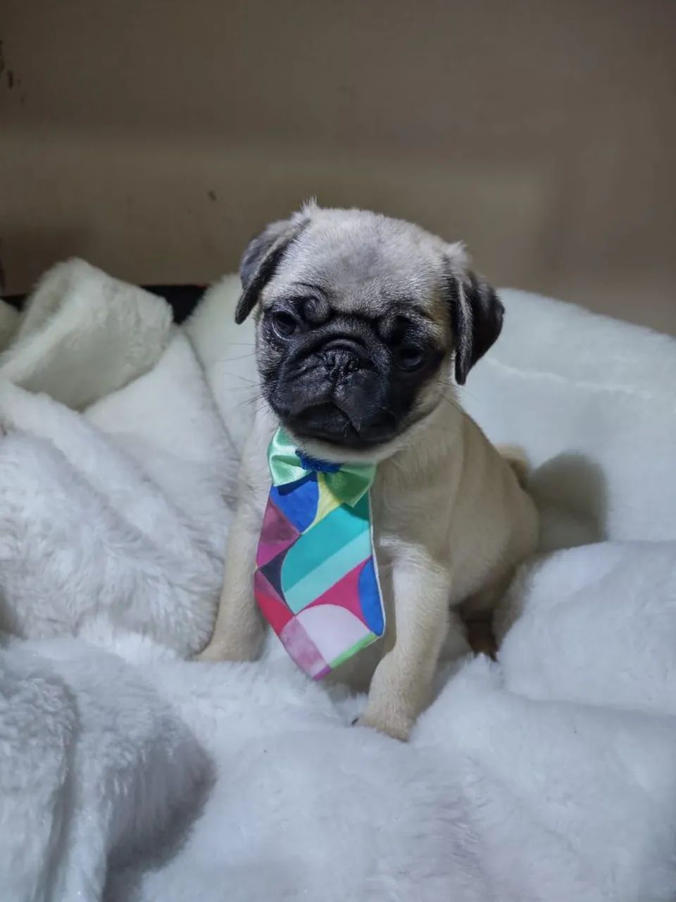 Pug - Foto 2