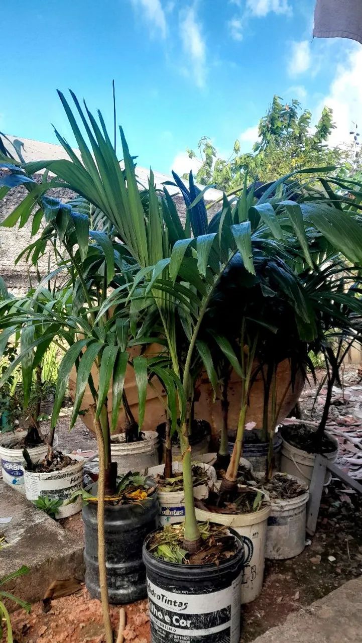 Palmeira Veitchia  - Foto 3