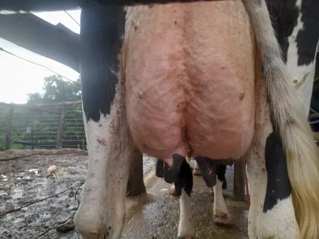 Liquidação de plantel de Vacas, Novilhas e Bezerras Leiteiras - Animais de Inseminação - Foto 4