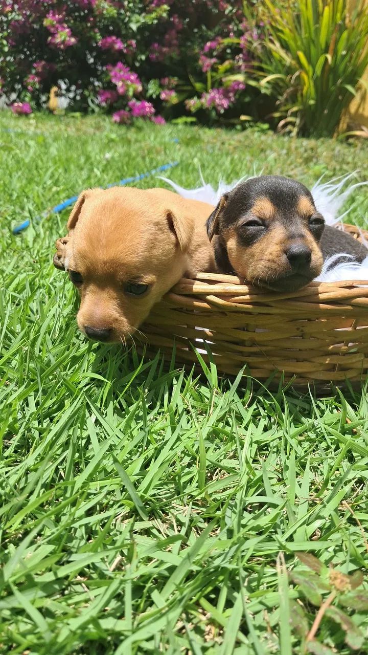 Pinscher  - Foto 5