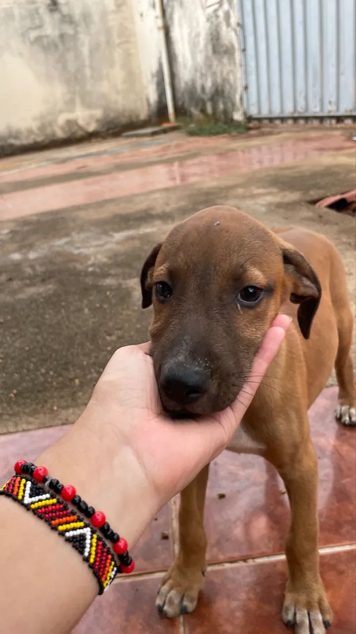 Cachorro filhote para doação - Foto 4