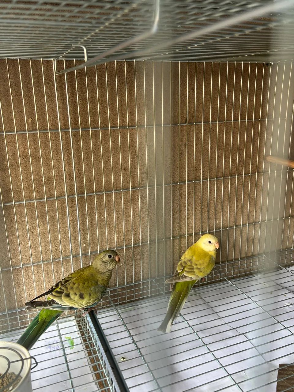 Animal  - Foto 2