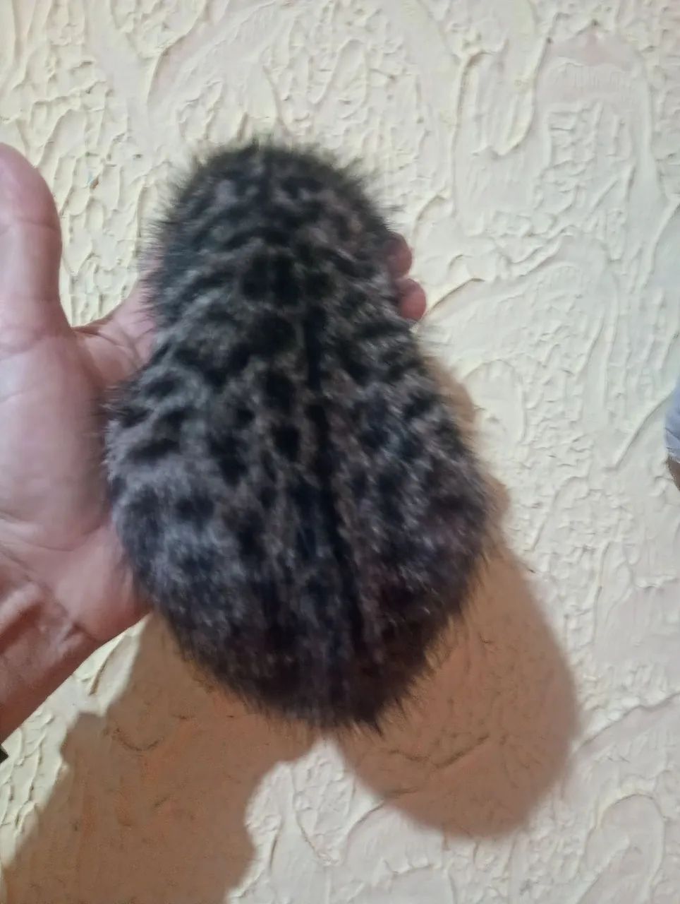 doaçao gato