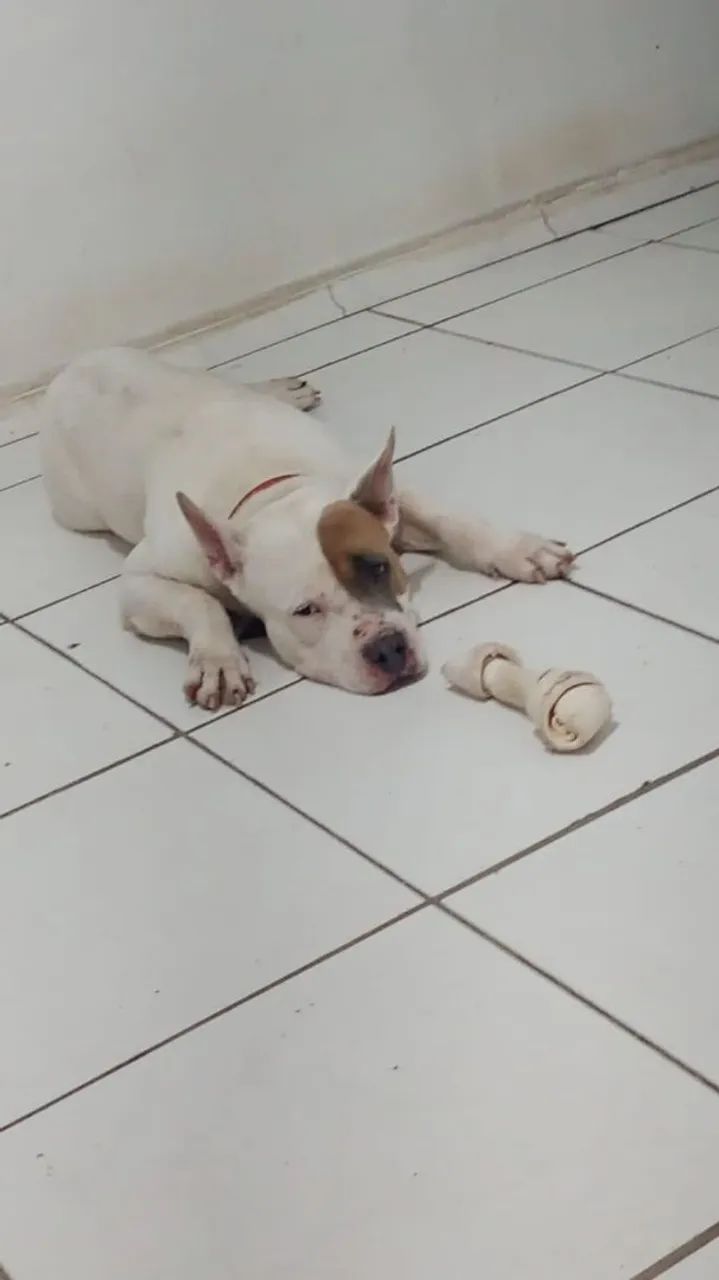 DOA SE PITBULL, DESPENSO CURIOSOS!!! - Foto 4