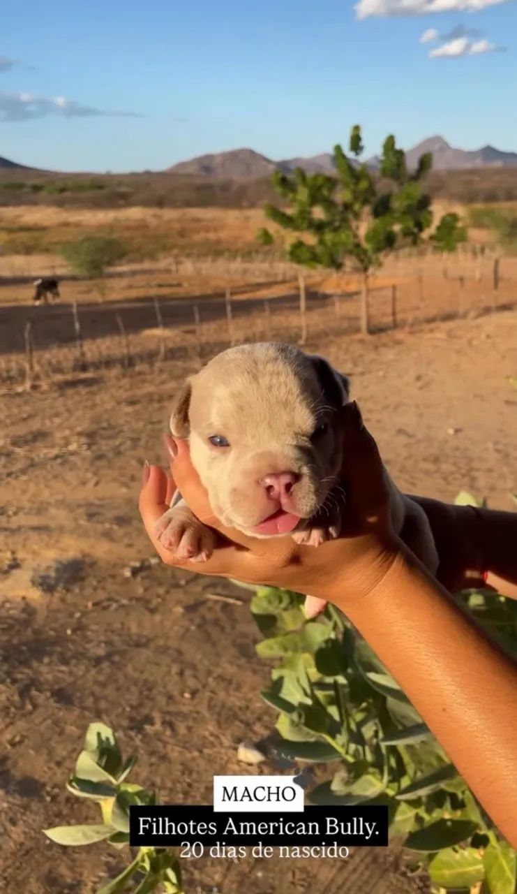 FILHOTES AMERICAN BULLY - Foto 4