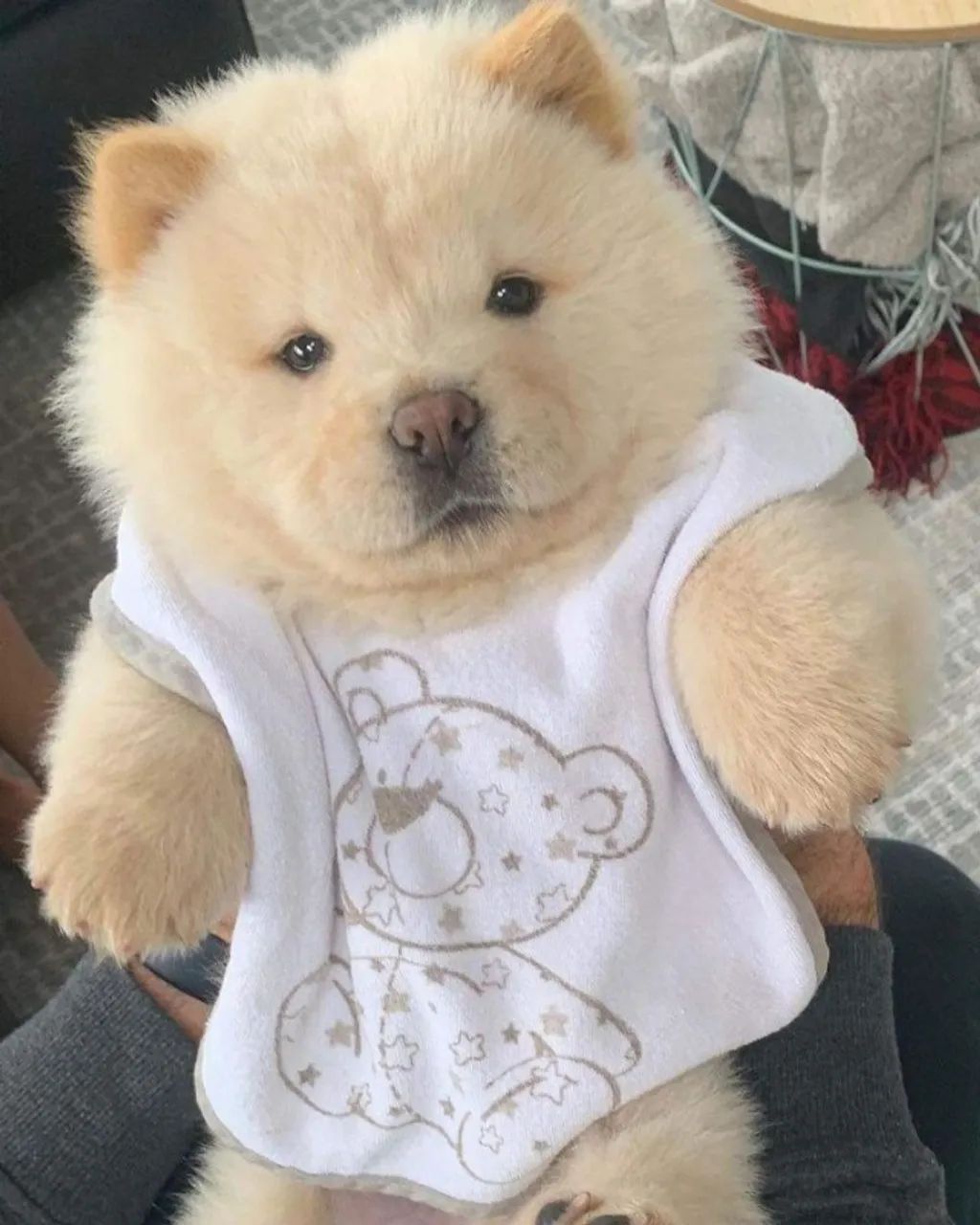 Filhotes de Chow Chow | Patinhas que fazem sorrir sempre