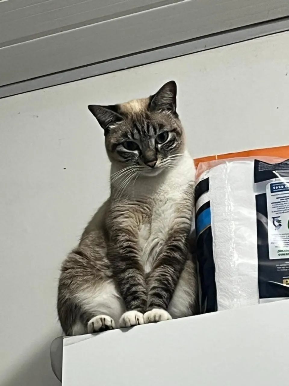 Doação de gato - Foto 3