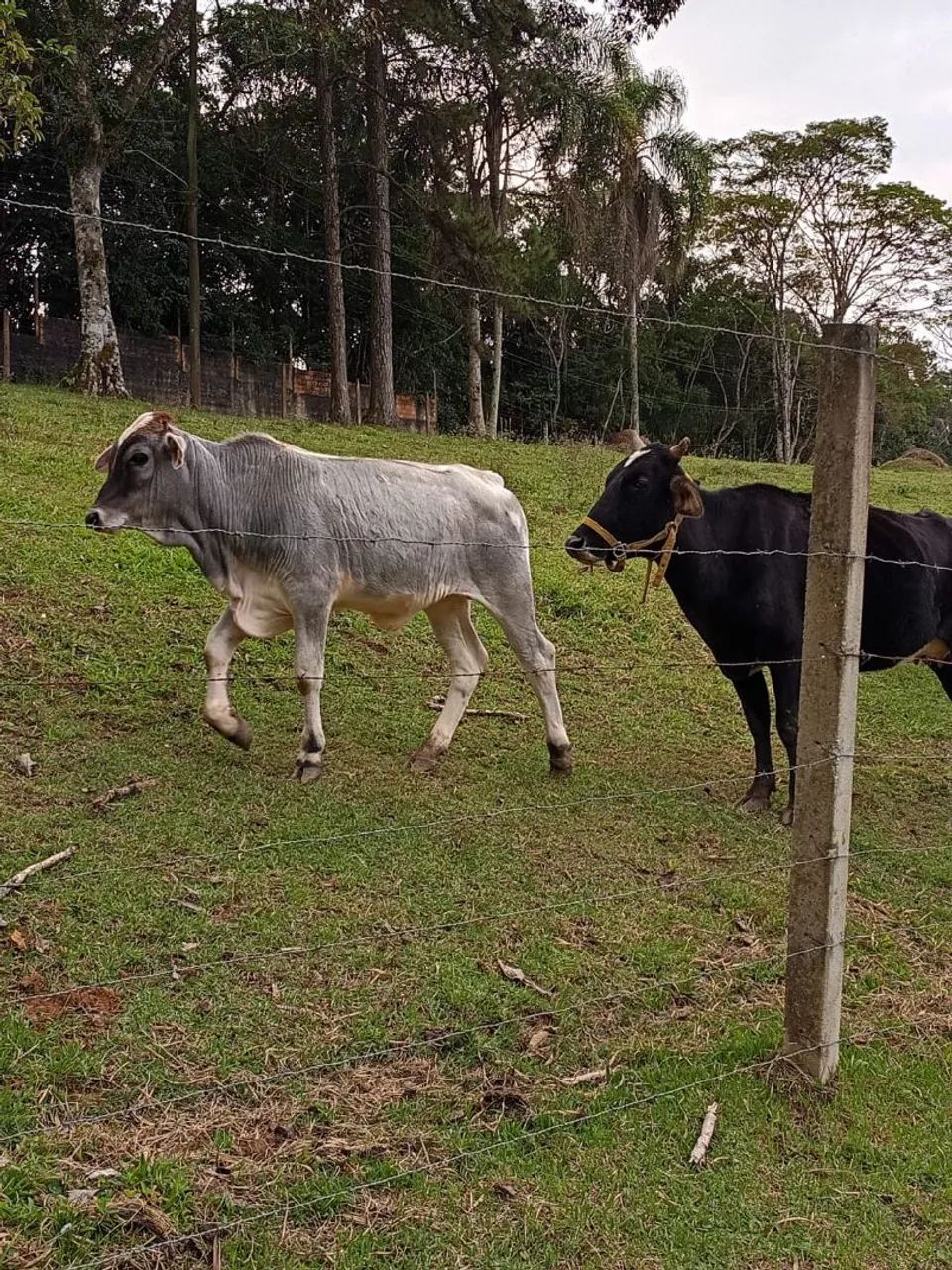 Vaca e bezerro - Foto 3