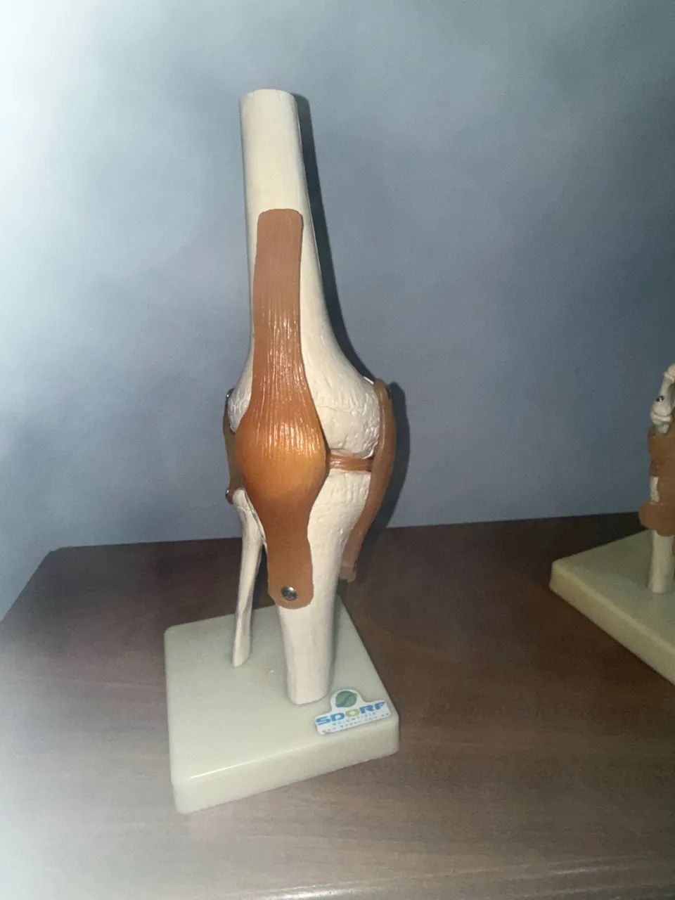 Modelos anatômicos  - Foto 4