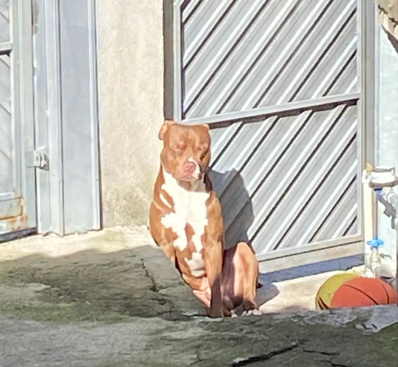 Doação de Pibull de 2 anos de Idade - Foto 5