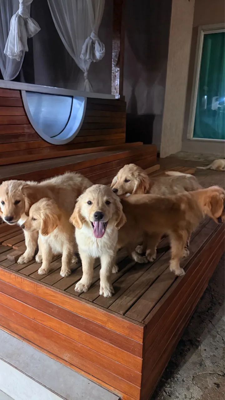 Golden retriever  - Foto 5