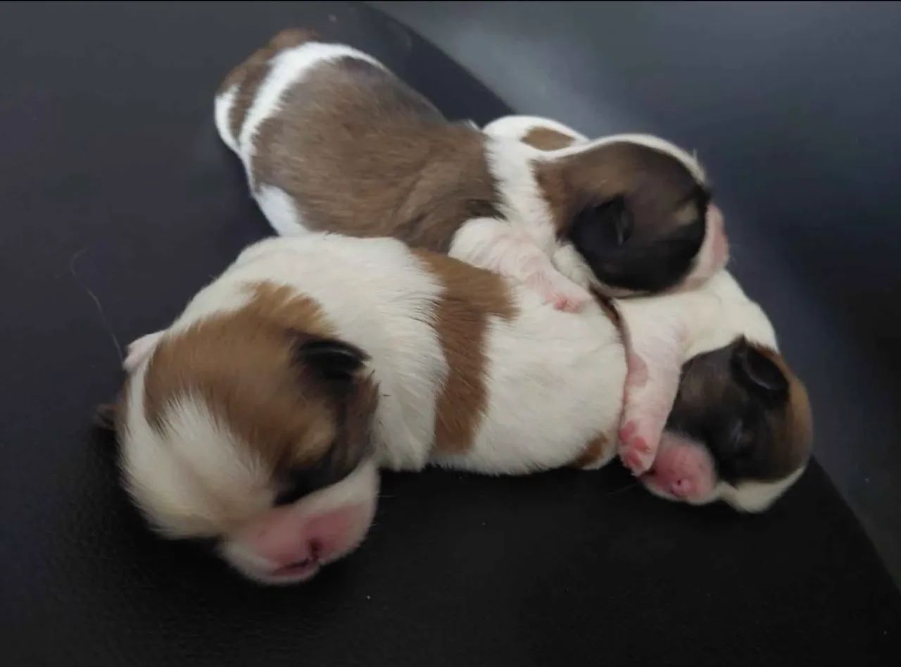 Reserva de Filhotes de Shihtzu - Foto 3
