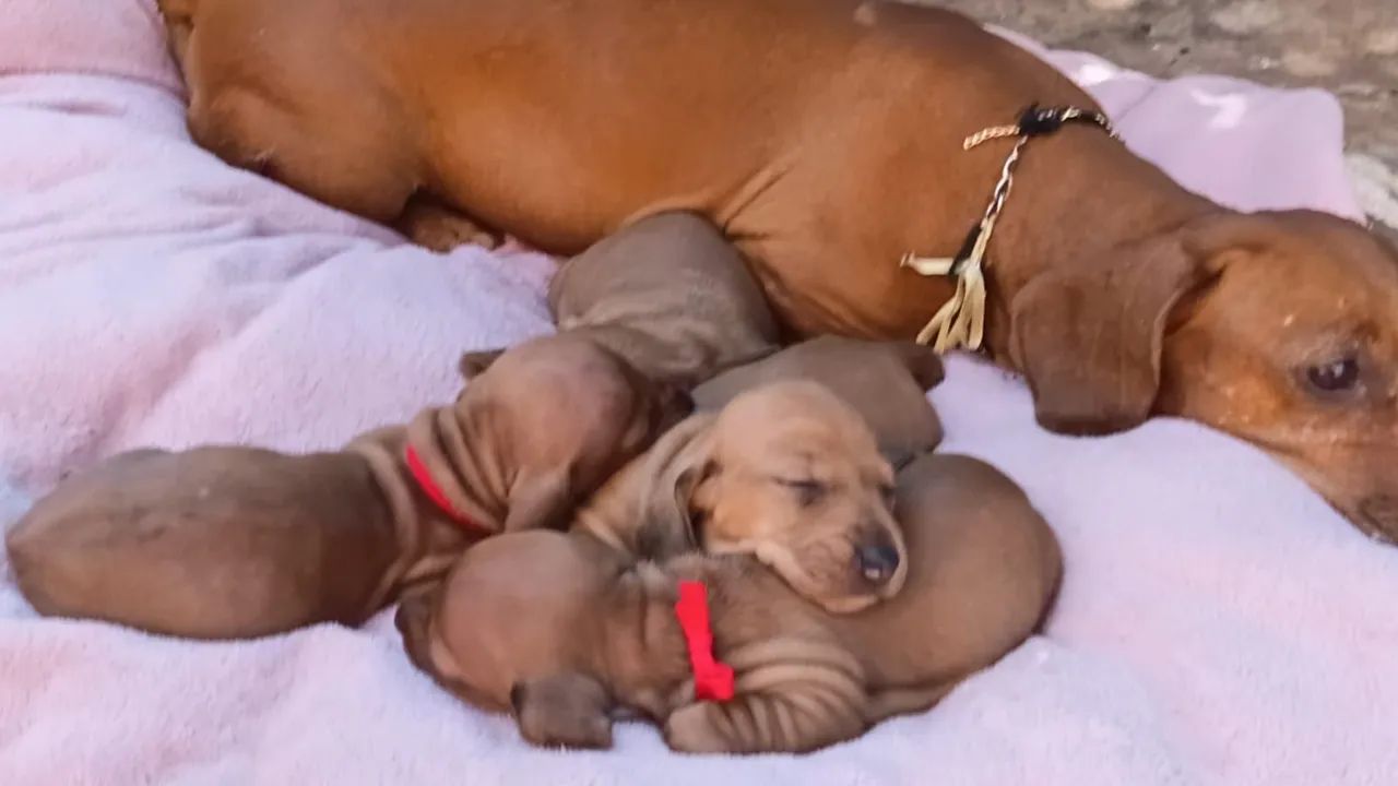 Daschund  - Foto 5