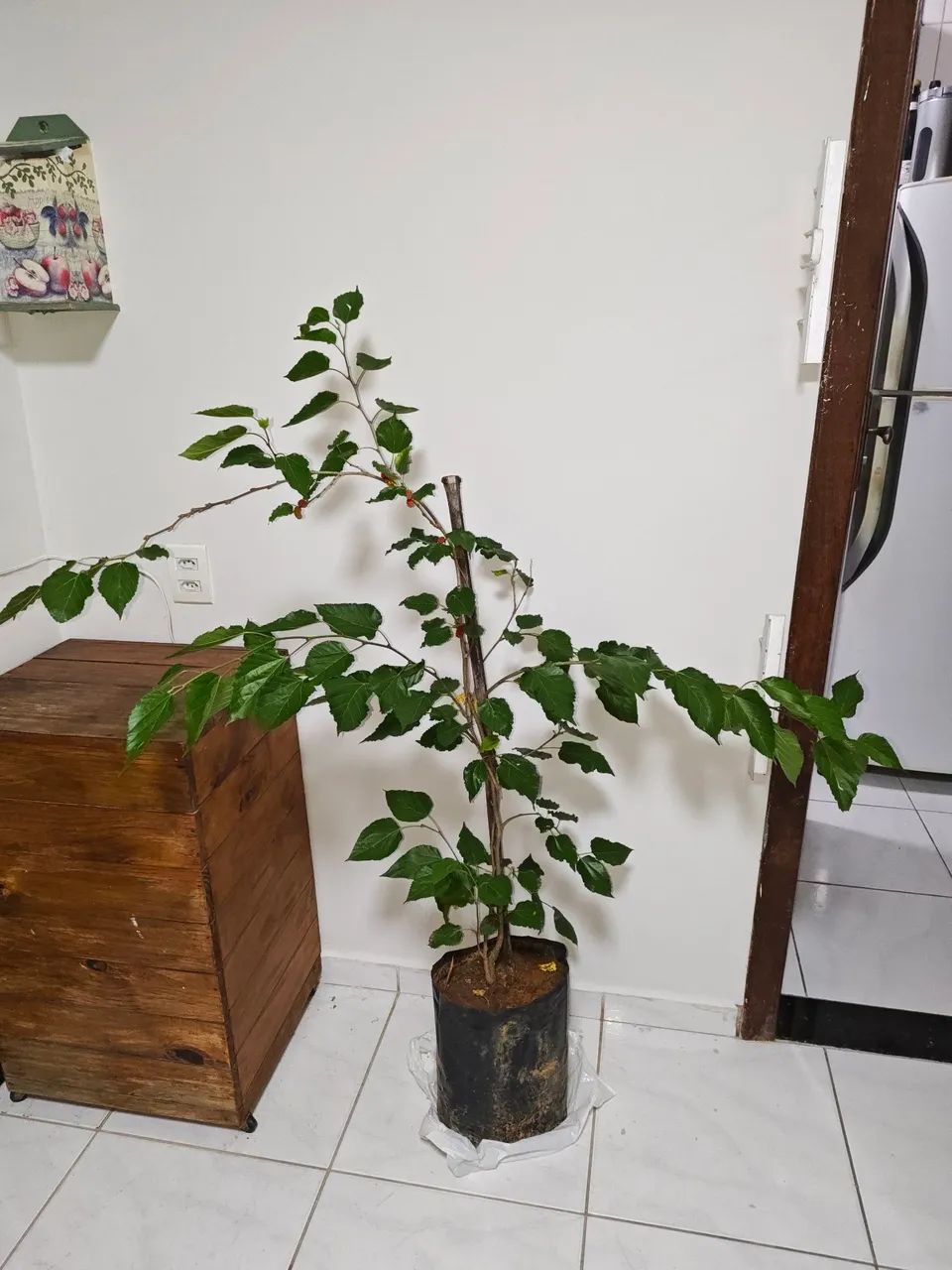 Muda de Amora