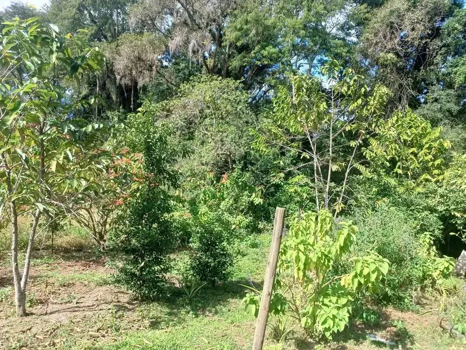 Sítio para venda possui 4 mil metros quadrados em Santo Amaro da Imperatriz - SC - Foto 5