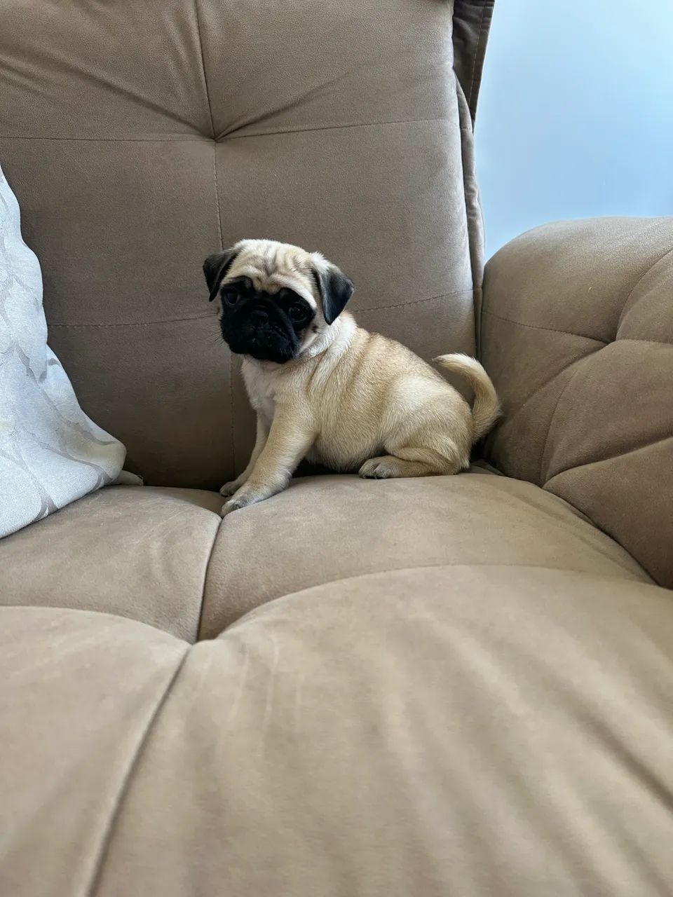 Pug Macho com Pedigree  - Foto 5