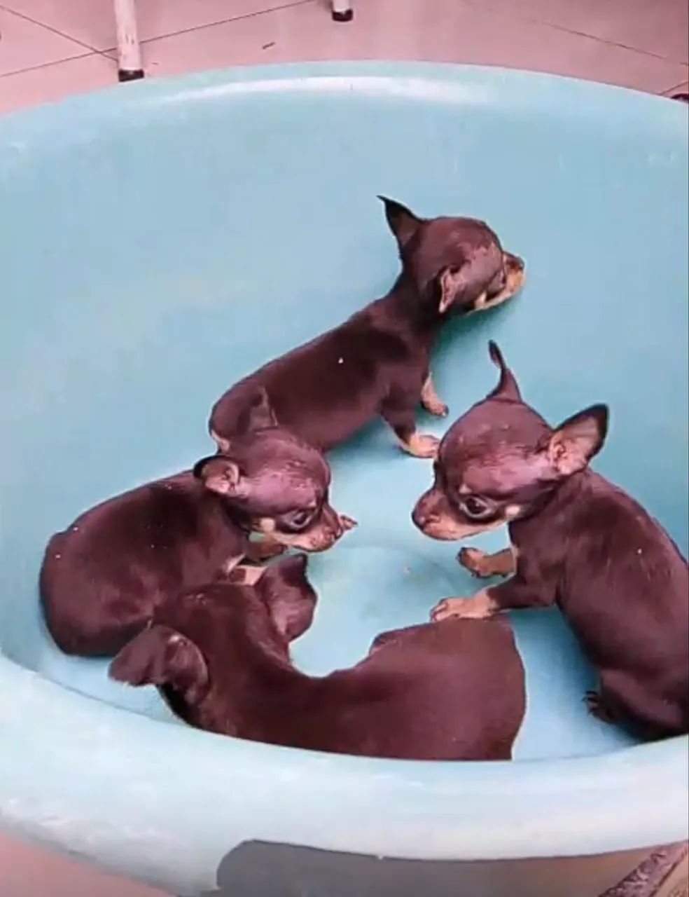 Pinscher filhote  - Foto 2