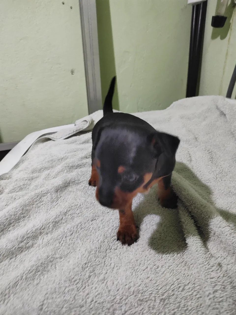 Pinscher 