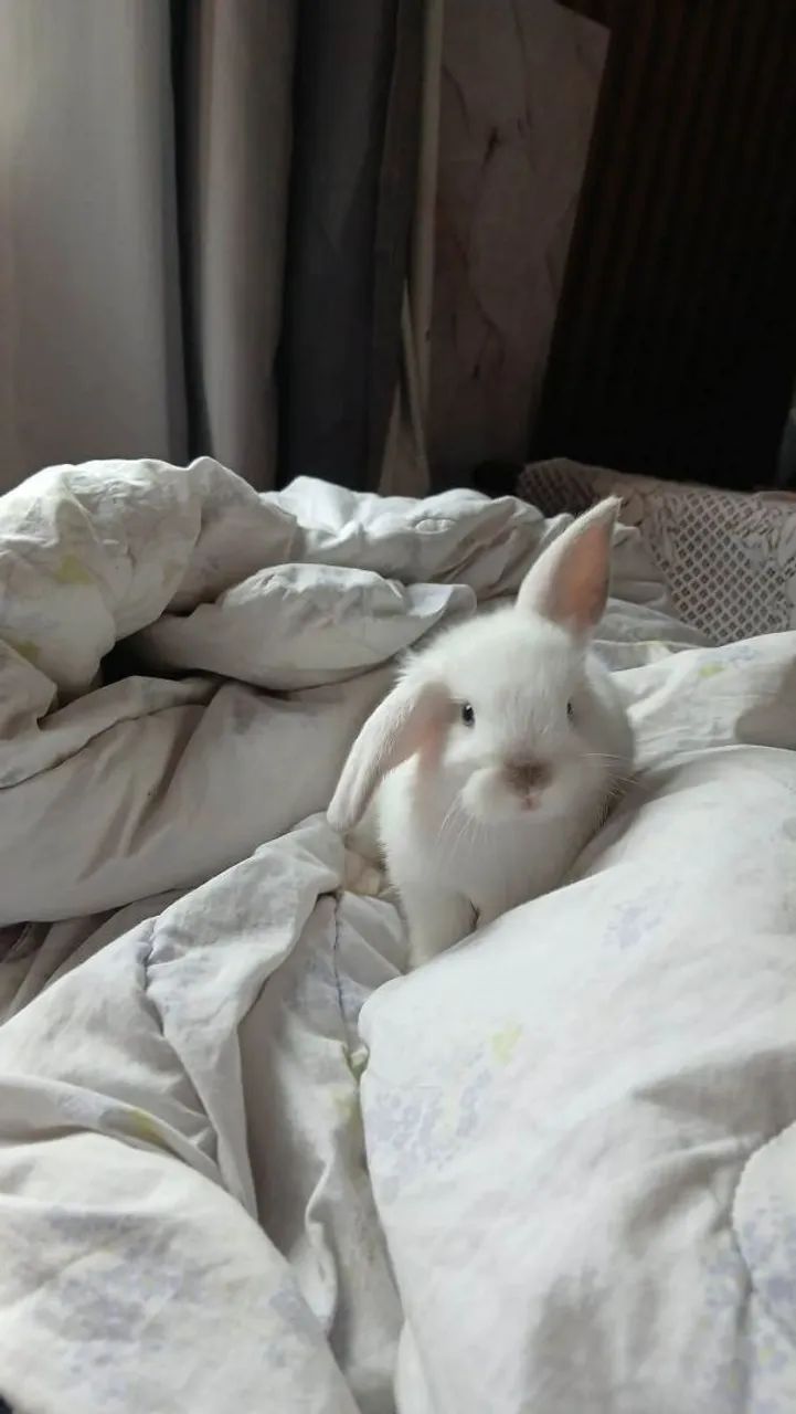 Gaiola, hamster, coelhos - Foto 5