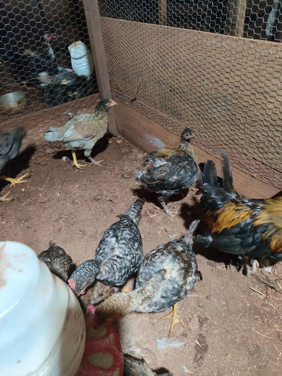 Pintinhos caipiras a venda  - Foto 2