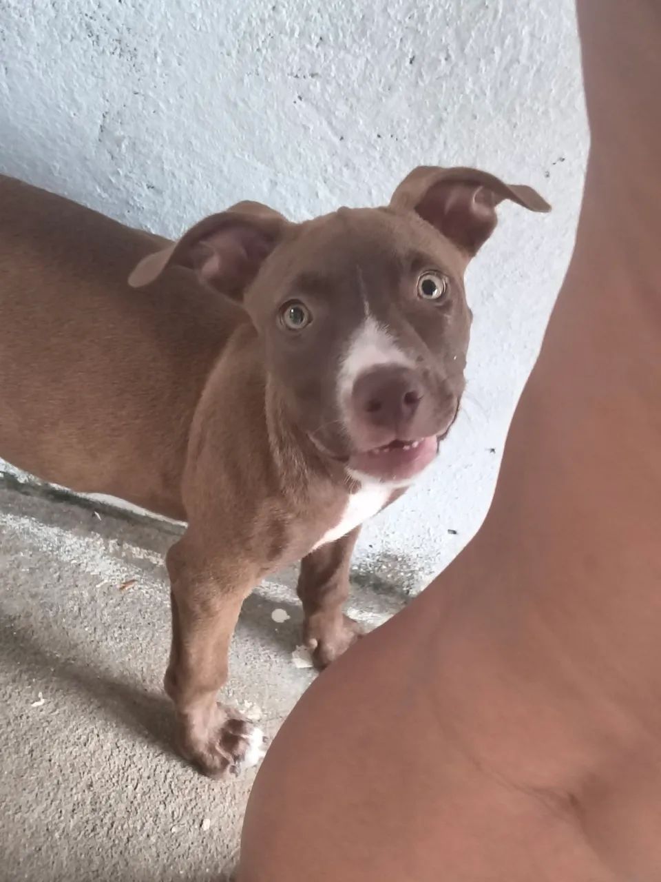 Vende-se uma Pitbull