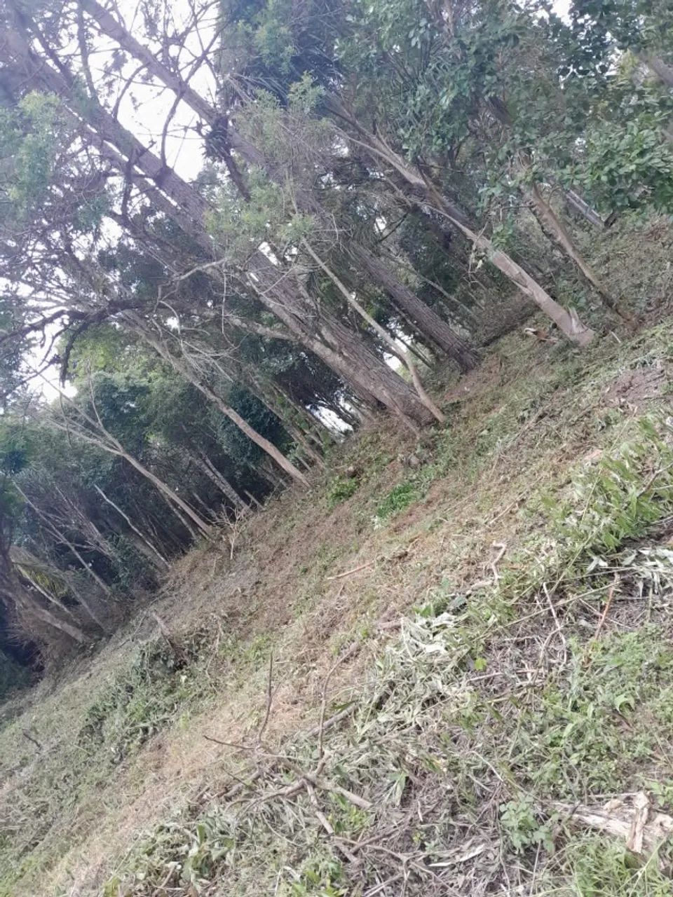 Chácara 1.200 m² - Mandirituba  - Foto 3