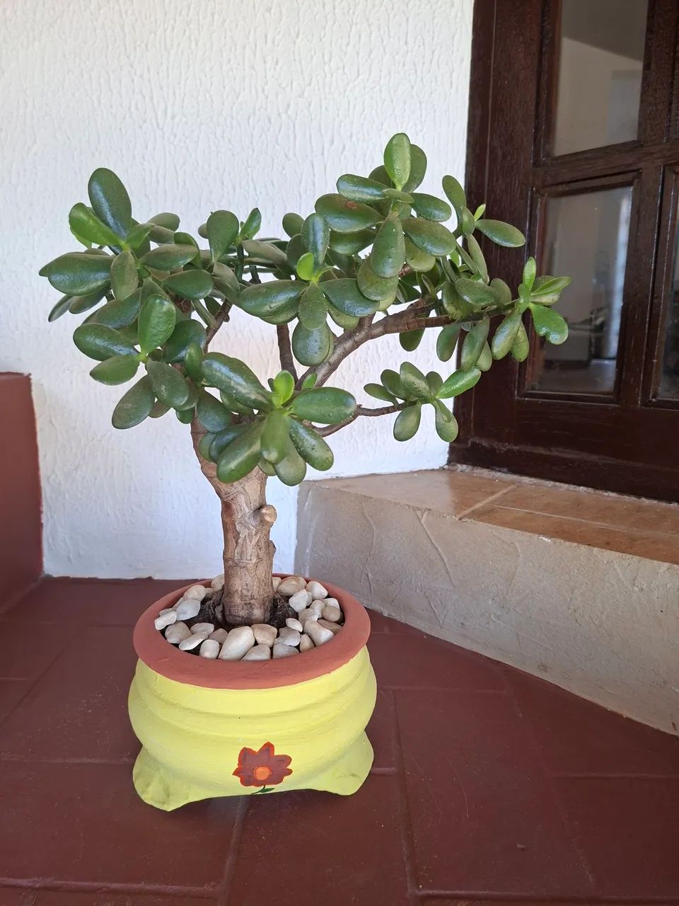 Planta Jade