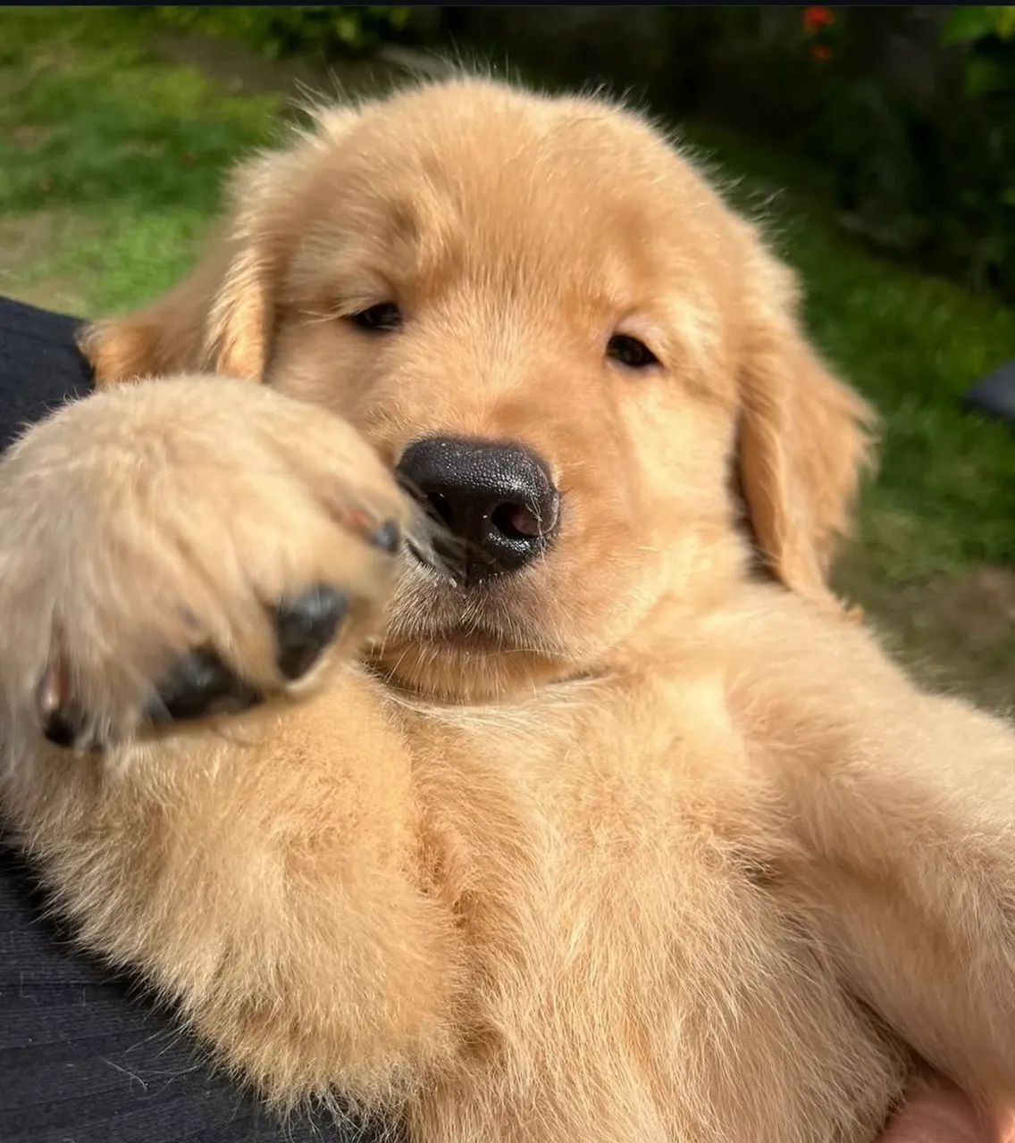 Golden o presente perfeito 