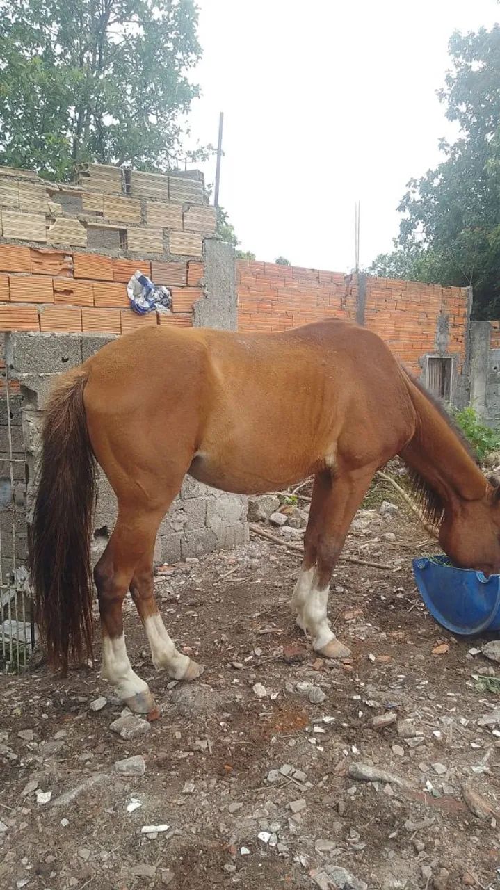 Vendo um cavalo manso dosso uma criança montar ID