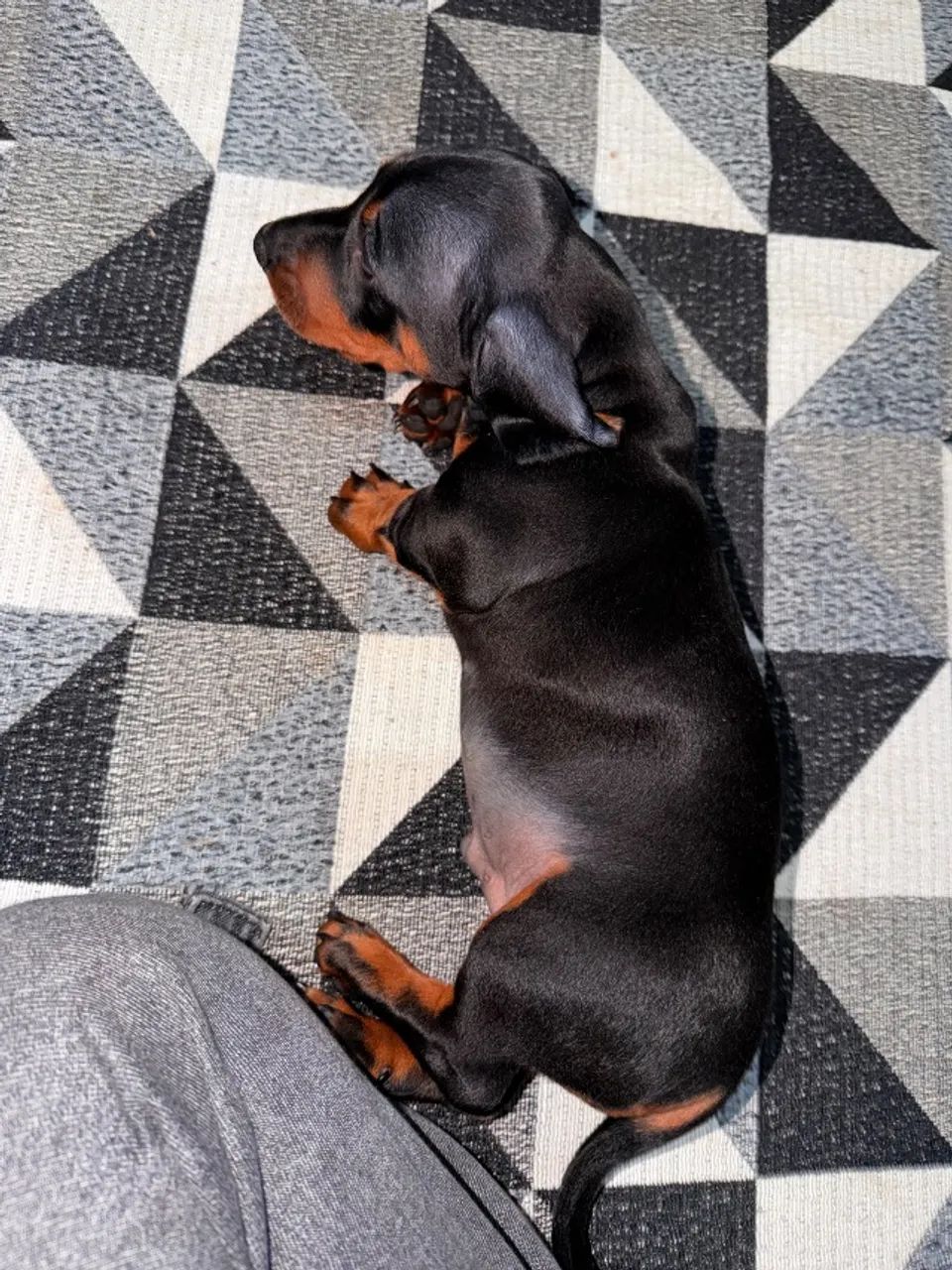 Pet - Foto 5