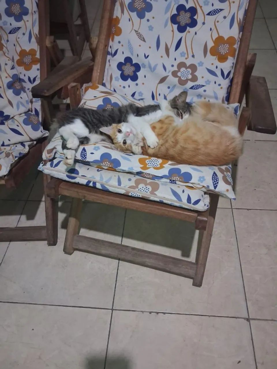 Doação de gatos  - Foto 3