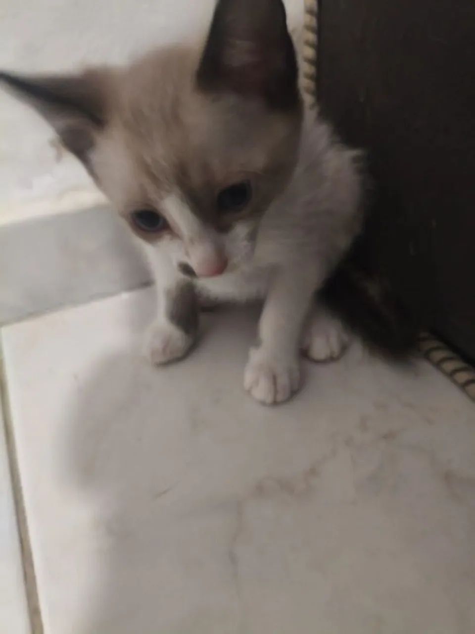 Doando gatinhos  - Foto 2
