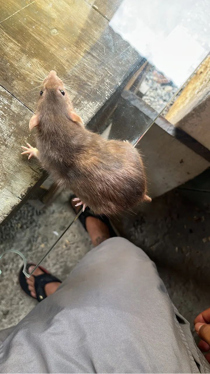 Ratos  - Foto 4