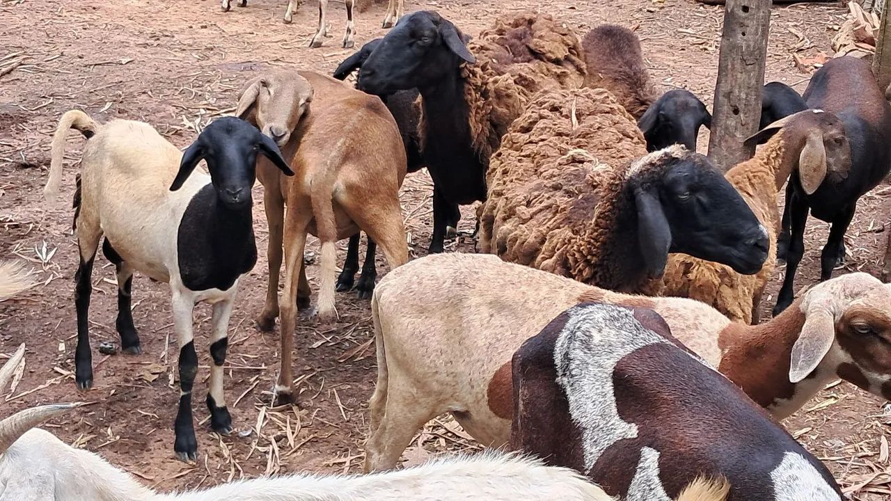 Ovelhas, borregos, Carneiros, ovino. - Foto 2