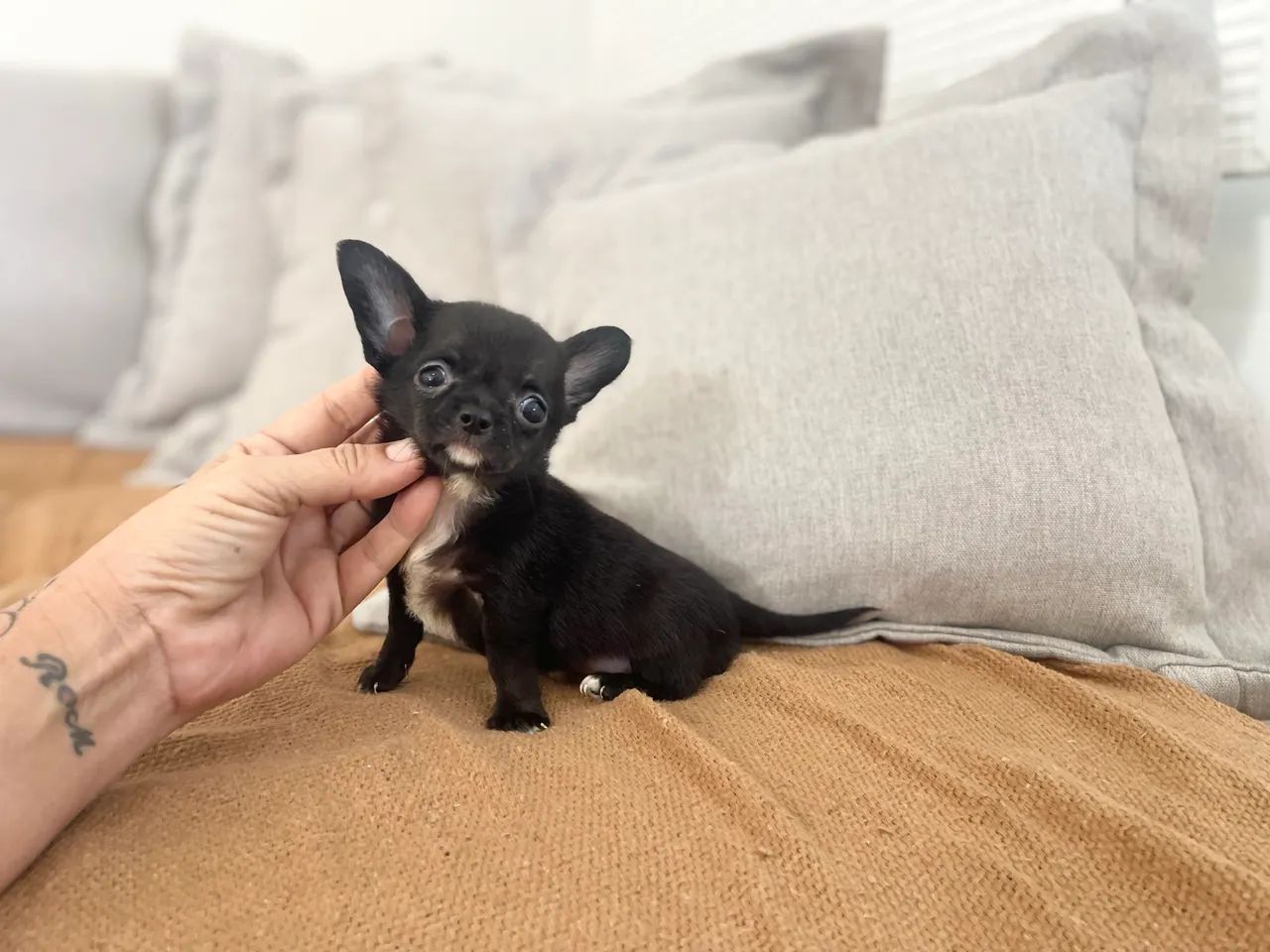 Mini Chihuahua macho com pedigree - Foto 4