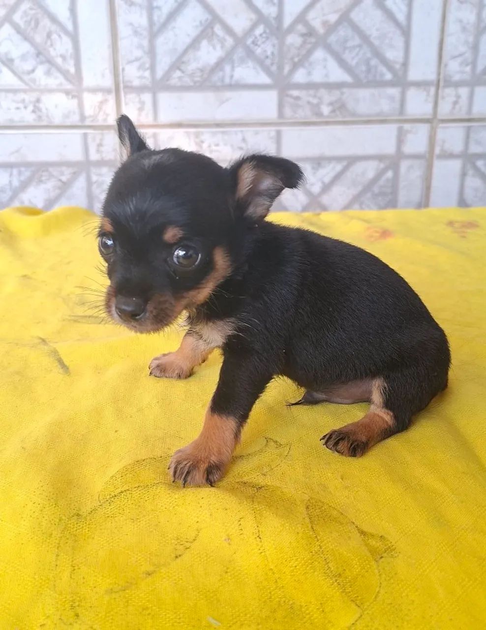 Cachorro 