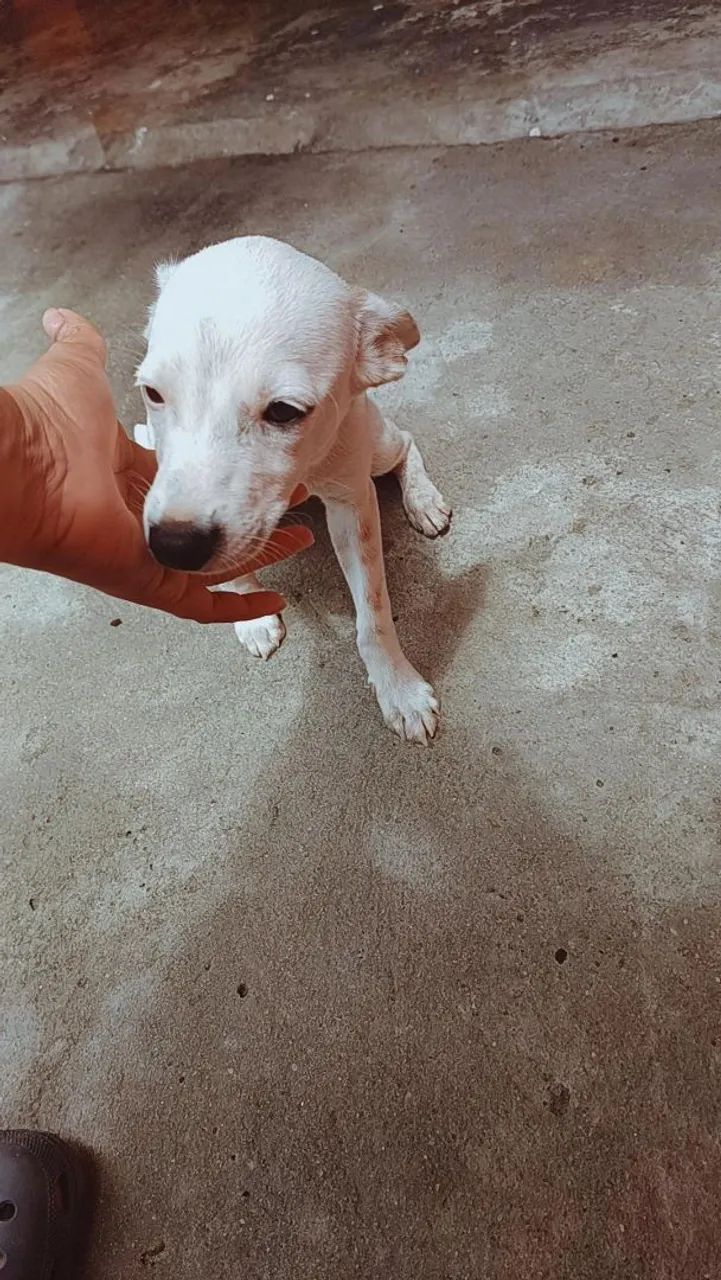 Adoção  - Foto 4