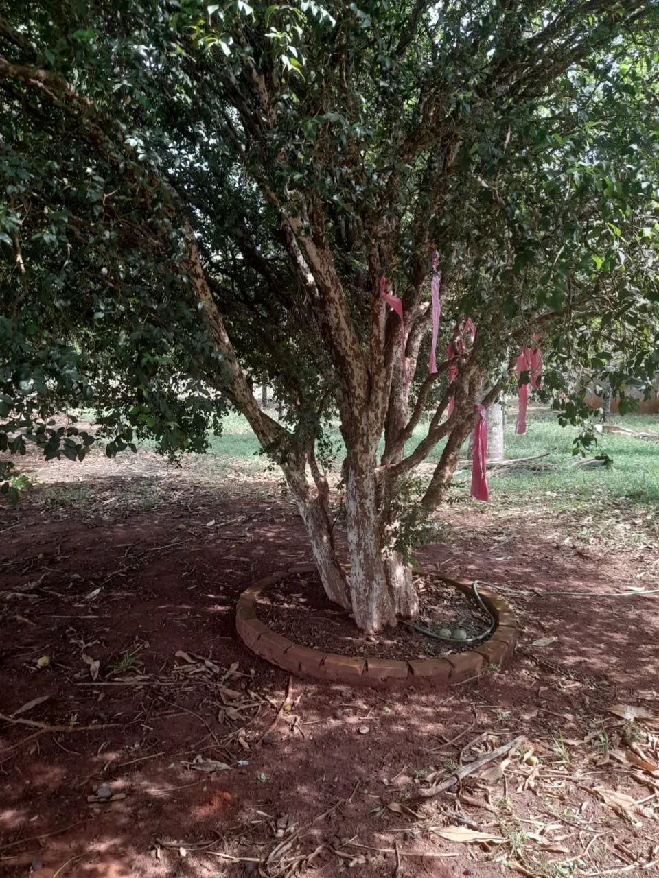Chácara de 2 hectares sem benfeitorias próximo Uberlândia 