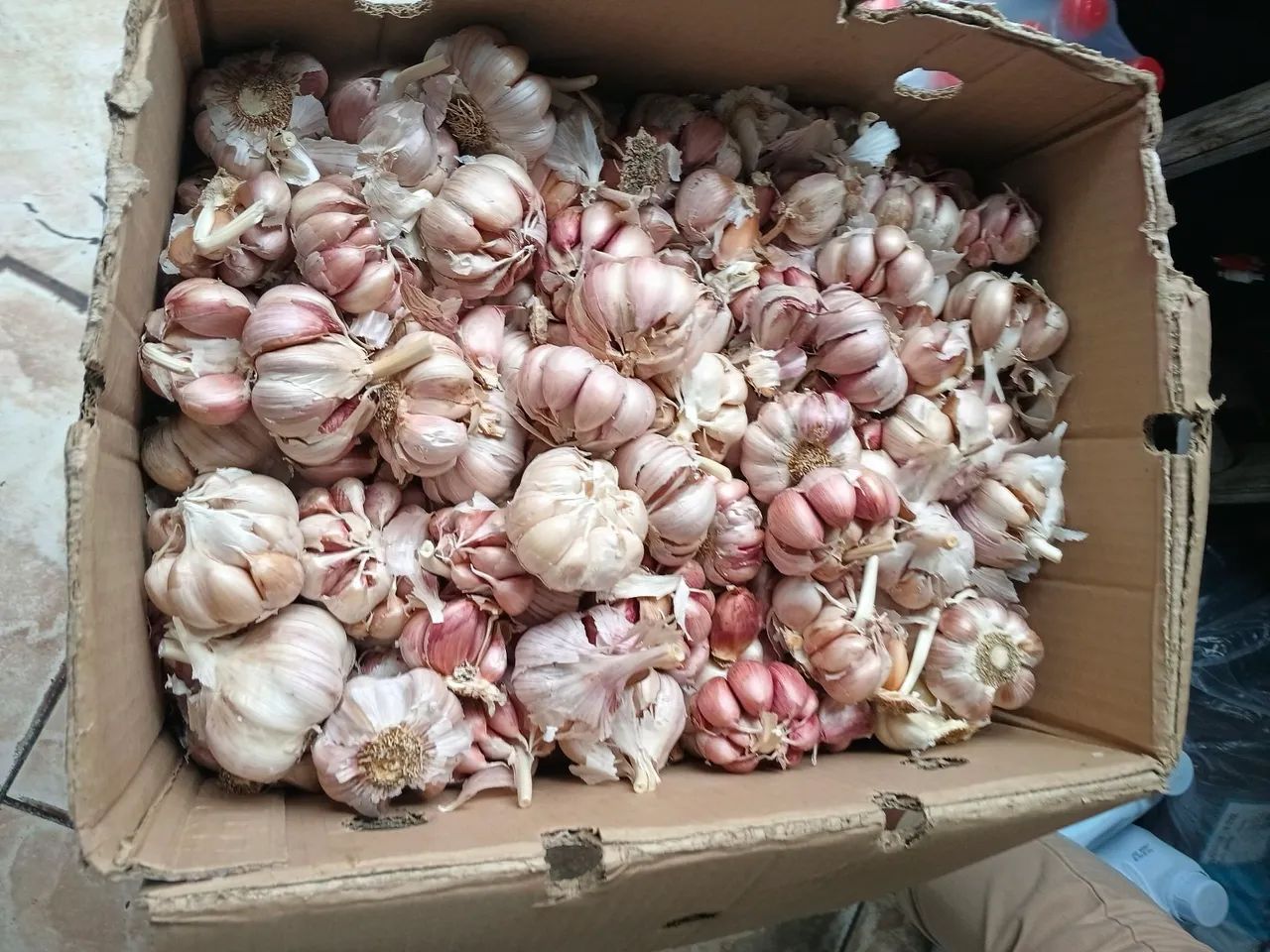 Caixa com alho  - Foto 2