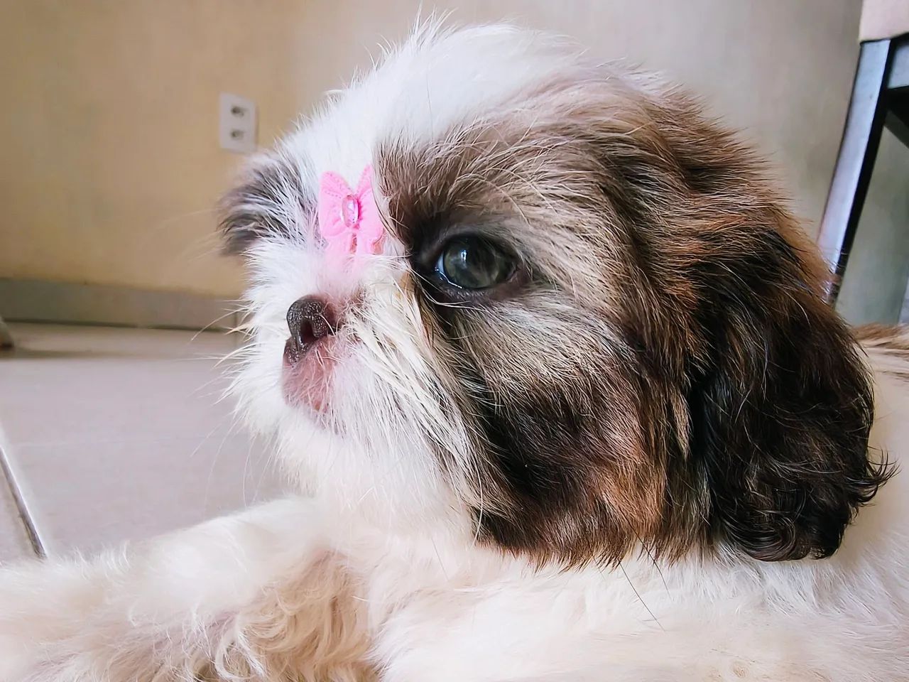 Shih Tzu Fêmea fígado micro - Foto 3