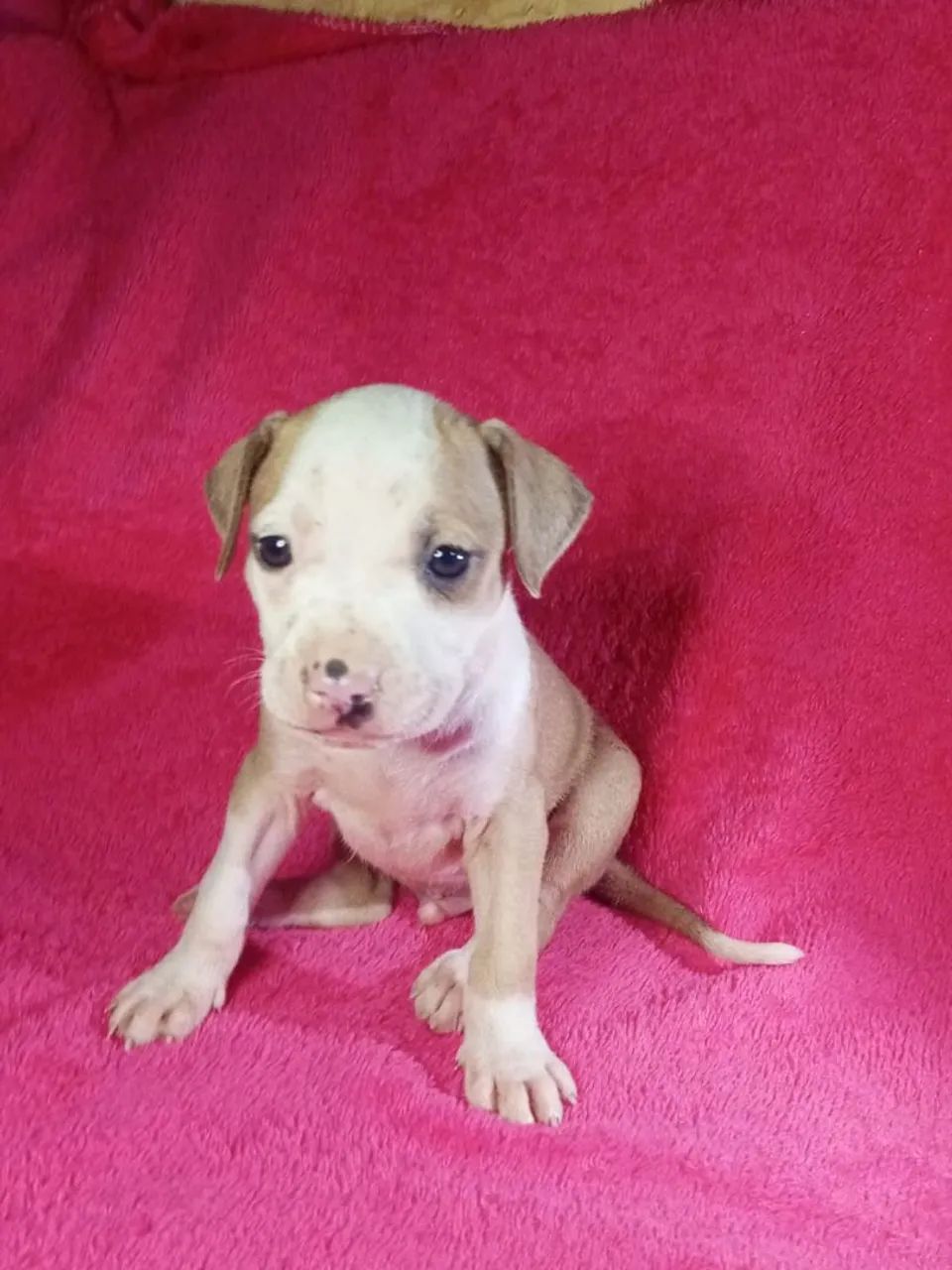 American pit bull terrier - Foto 2