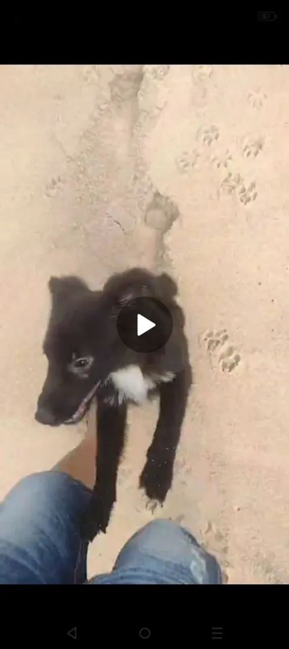 Border Collie - Foto 2