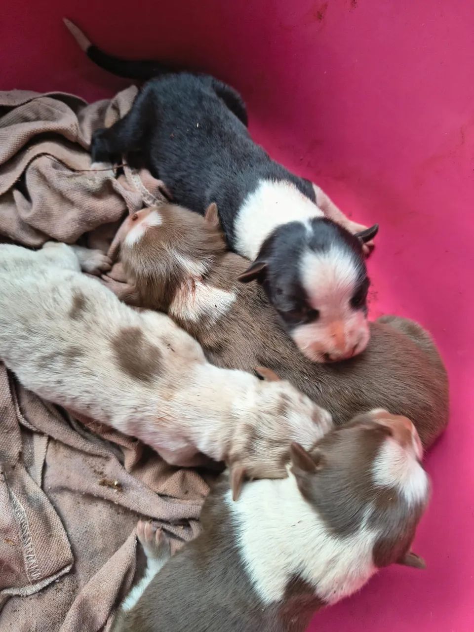 Border Collie Puros - Foto 4