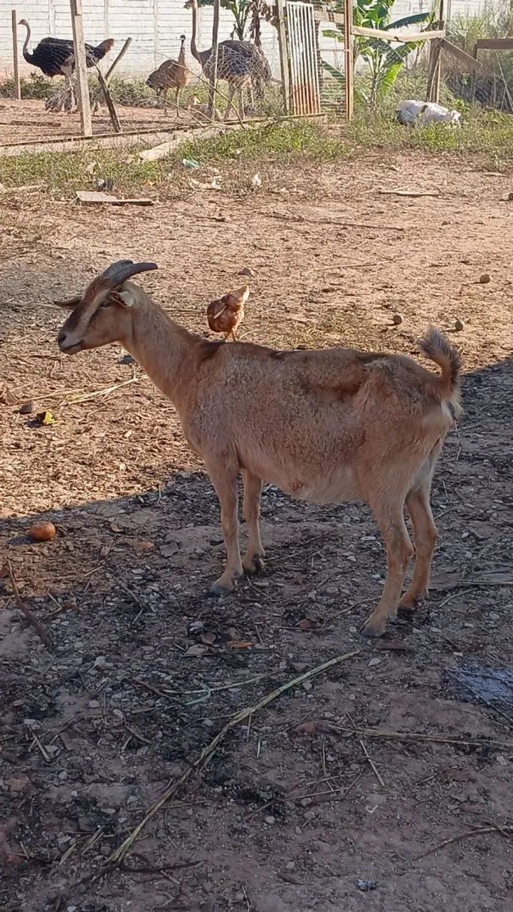Cabra cabrito e bode  - Foto 4