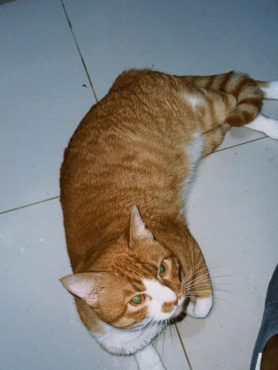 Doação gato  - Foto 2