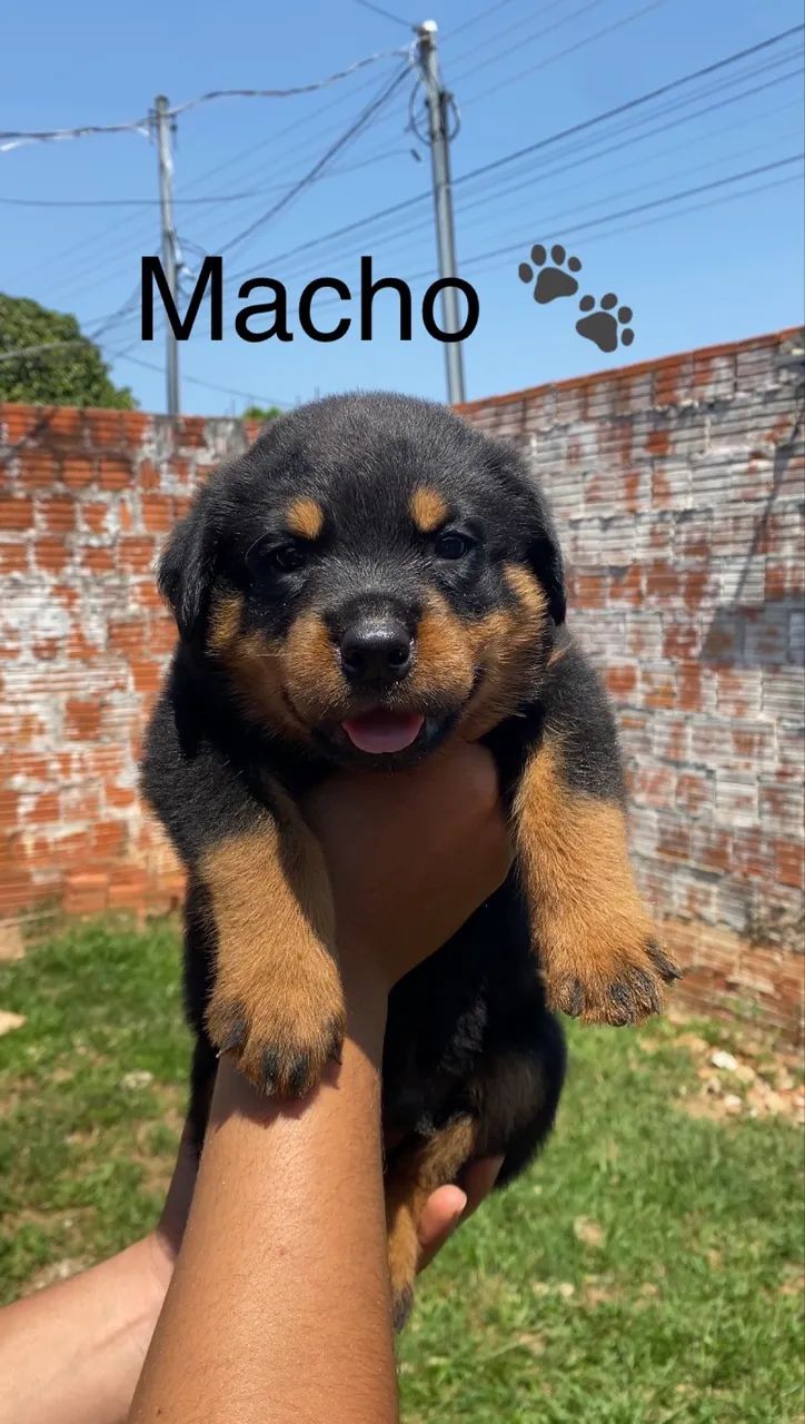 Filhotes de Rottweiler 